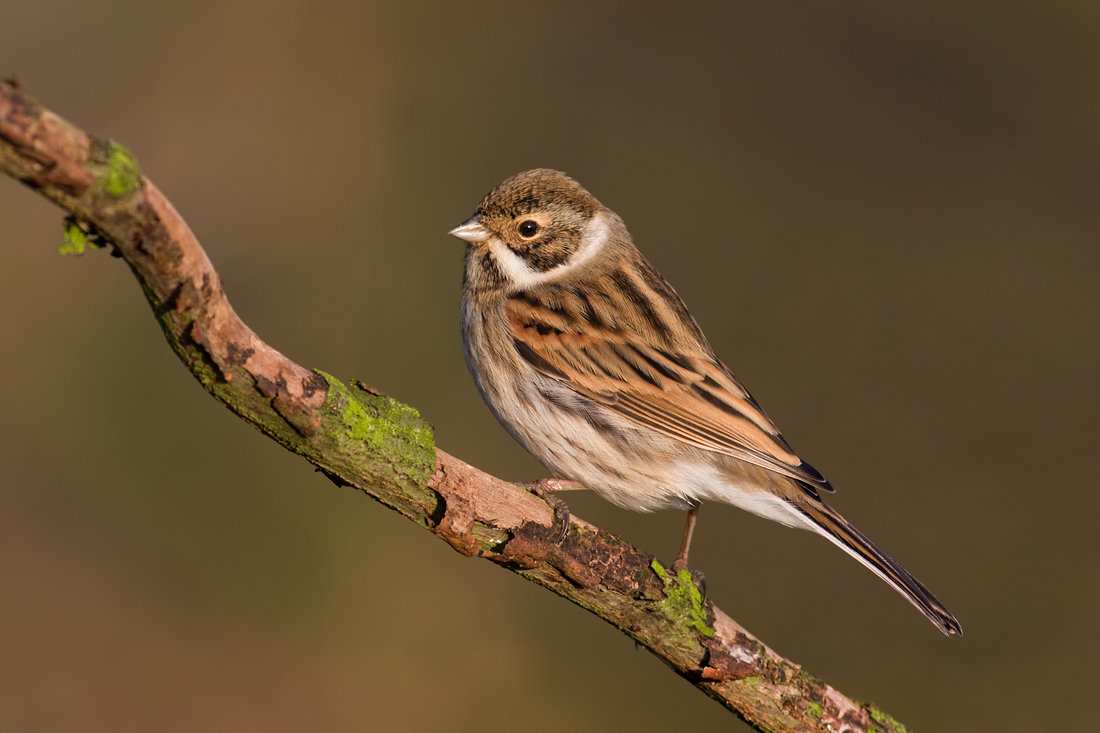 Reed Bunting